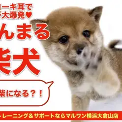 【 柴犬 】ヒコーキ耳で喜び大爆発！将来はたぬき顔の胡麻柴になる？！