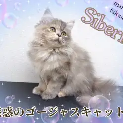 【 サイベリアン 】ゴージャスな被毛と最高な性格を持った子猫！