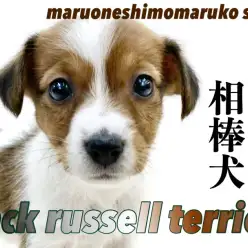 【 ジャックラッセルテリア 】楽しい事大好き！好奇心旺盛な愛らしい相棒犬