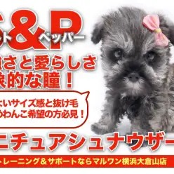 【 ミニチュアシュナウザー 】力強さと愛らしい瞳！ソルト&ペッパーの男の子！