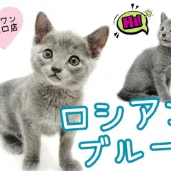 【 ロシアンブルー 】美しきブルー!甘え上手なロシブルちゃんが登場