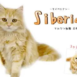 【 サイベリアン 】女の子からお姉さんに！成長したサイベちゃんをご覧あれ！