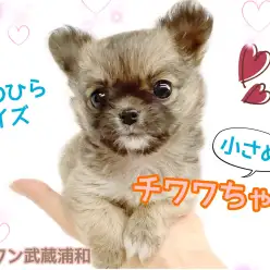 【 チワワ・ロングコート 】人見知りゼロ！手のひらサイズの癒しワンコ