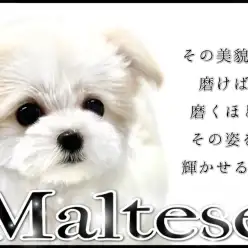 【 マルチーズ 】磨けば磨くほど輝く美貌！マルワン横浜元町店のアイドル！