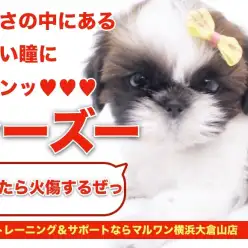 【 シーズー 】優しさの中にある男らしさ！力強い瞳にキュン！！！