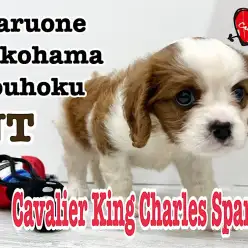 【 キャバリア 】大きな瞳は誰もを癒すブレンハイムのキャバリアちゃん