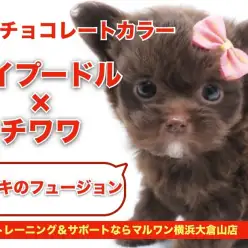【 MIX 】トイプードル×チワワの奇跡フュージョン！ブラウンチワプー！