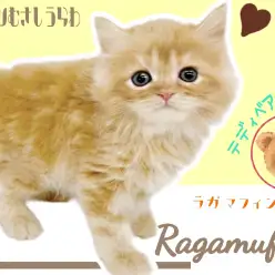 【 ラガマフィン 】うるうる瞳で見つめる姿はテディベア！大人気猫種の男の子