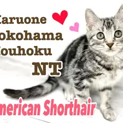 【 アメリカンショートヘア 】シルバータビーが綺麗な元気印の男の子