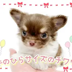 【 チワワ 】手のひらサイズのホワイトチョコレートカラーの女の子をご紹介！