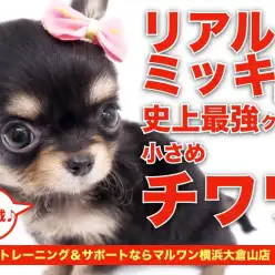 【 ブラックタンチワワ 】もはやリアルミッキー！驚愕の可愛さにカメラが止まらん！