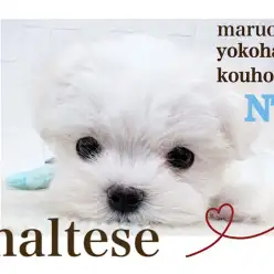 【 マルチーズ 】生後62日420gミニマムサイズの美白の短足マル君