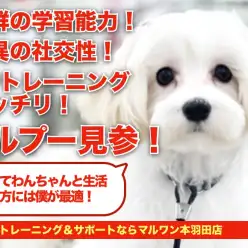 【 MIX犬 】たっぷりトレーニングを積んだマルプーちゃんが本羽田にやってきた！