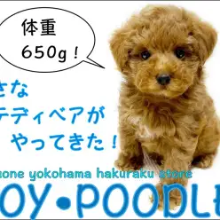 【 トイ・プードル 】王道の可愛さ！生後70日で体重650gの小柄なテディベア