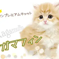 【 ラガマフィン 】マルワンプレミアムキャット！お鼻短めベビーフェイス
