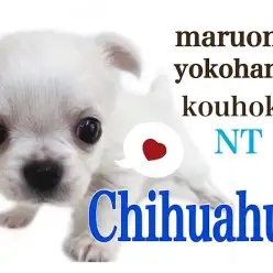 【 チワワ 】ウルウルの大きな瞳の純白プリンスがやって来た！