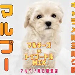 【 マルチーズ×トイプードル 】キャラメルミルク色のマルプーちゃん
