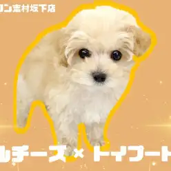 【 マルプー 】注目！皆に癒しを届けるおっとりMIX登場！