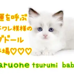 【 ラグドール 】幸運を呼ぶ、ハチワレ模様のラグドール登場！