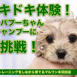 【 MIXキャバプー 】初シャンプーに挑戦！幼少期のシャンプーポイント大公開！