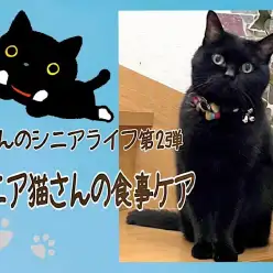 【 お役立て情報 】シニア猫さんの食事ケア
