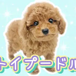 【 トイプードル 】育てやすさNo,1犬種！優しい性格のトイプードルの男の子