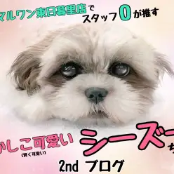 【 シーズー 】可愛いだけかと思いきや賢くいい子に成長中!