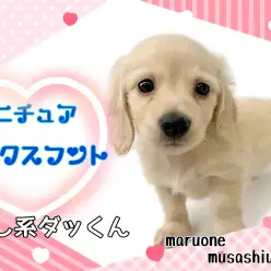 【ミニチュア・ダックスフント】優しいイエローカラー！愛されキャラのダックスくん