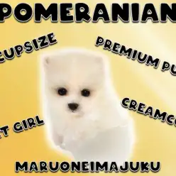 【 ポメラニアン 】クリスマスに生まれたティーカップサイズのクリームたぬきポメ！