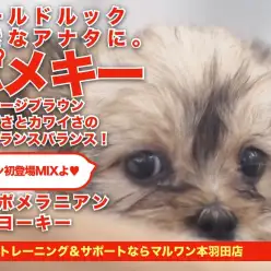 【 ポメキー 】幼きにしてビンテージ感を醸し出すポメラニアンとヨーキーMIX犬！