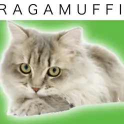 【 ラガマフィン 】生後5ヵ月!王様級のゴージャスキャットに成長したよ!