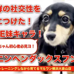 【 カニンヘンダックスフント 】抜群の社交性を身に着けた「THE妹キャラクター」