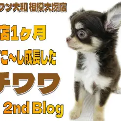 【 チワワ 】入店後1ヶ月が経ち少し成長した姿を紹介！小ささ、可愛さ、仕草は健在