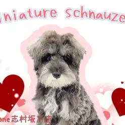 【 ミニチュアシュナウザー 】チョコッとご紹介！美しきレディーへと成長中♪