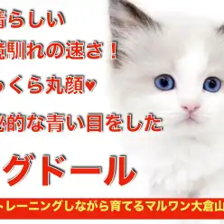 【 ラグドール 】横浜ナンバーワンの可愛さ！丸顔・青い目・環境馴れ抜群の男の子！