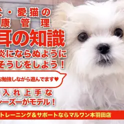 【 愛犬&愛猫の健康管理 】早期発見のために知っておこう!お耳のお手入れ事情