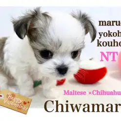 【 ミックス 】港北NT店人気ミックス犬!プッチーサイズのチワマルちゃん