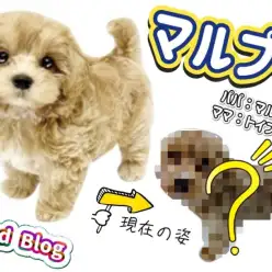 【 MIXマルプー 】生後4ヶ月を迎え賢く成長中のマルプーくんのその後に注目！