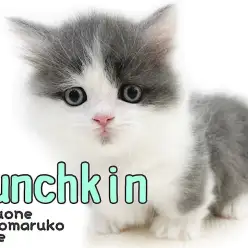 【 マンチカン 】足の短さ約4cm！ブルーの被毛が美しい超短足猫はプレミアム級！