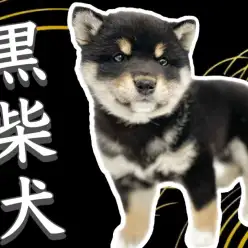 【 柴犬 】まるでクマさん！？まん丸フォルムのクマ顔柴犬ベビー登場！
