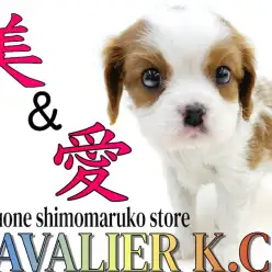 【 キャバリア 】気品漂うブレンハイムの被毛を纏った癒し系わんこ！