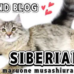 【 サイベリアン 】生後5ヶ月を迎えゴージャスなレディへと成長！