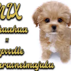 【 MIX チワプー 】2回目の混合ワクチン接種に密着!順応性バッチリな女の子!