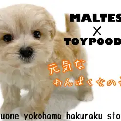 【 MIX 】大人気ミックス犬マルプー！愛らしさ抜群の魅力に迫る！