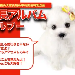 【 マルプーのアルバム 】学習能力と社会性が優秀なマルプーちゃんの成長記