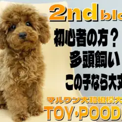 【 トイプードル 】初心者の方でも多頭飼いでも大丈夫！経験値豊富で社交性も抜群！