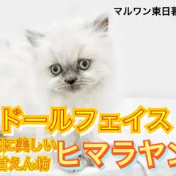 【 ヒマラヤン 】寄り添い系甘えん坊のドールフェイスヒマラヤン