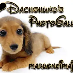 【 カニンヘンダックスフント 】生後3ヶ月体重1.1kg！短足ガールギャラリー集