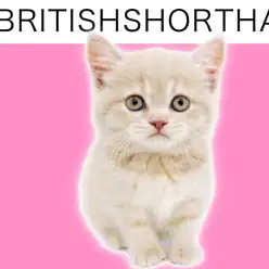 【 ブリティッシュショートヘア 】まん丸顔!口元ぷっくりがチャームポイント!