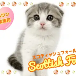 【 スコティッシュフォールド 】まんまるキュートな王道スコくん登場！！